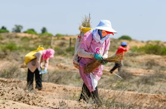 治沙人员在毛乌素沙漠栽种柠条。(王正 摄).webp 治沙人员在毛乌素沙漠栽种柠条。(王正 摄).webp